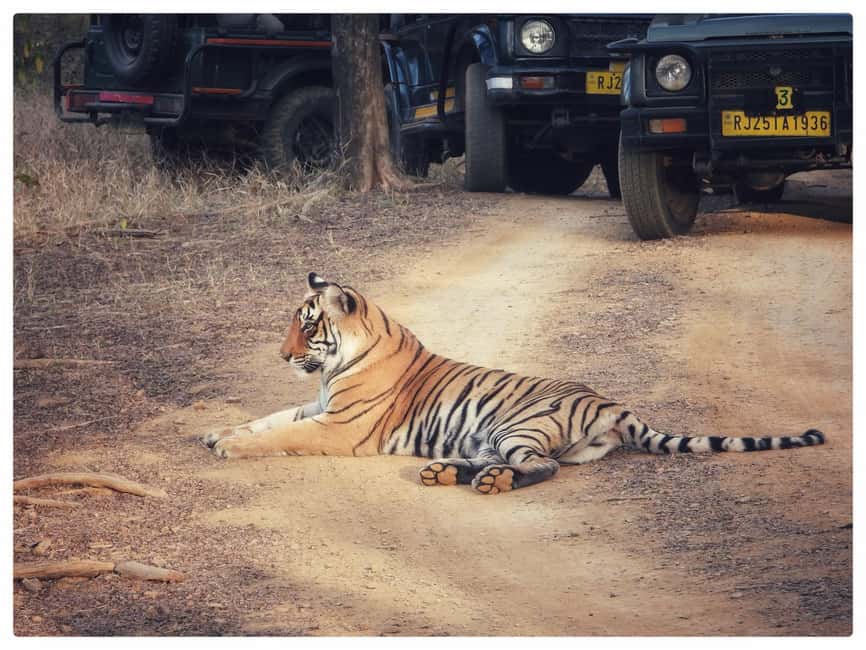 From Jaipur: Ranthambore National Park Day Trip with Safari - Three hours inside Ranthambore
