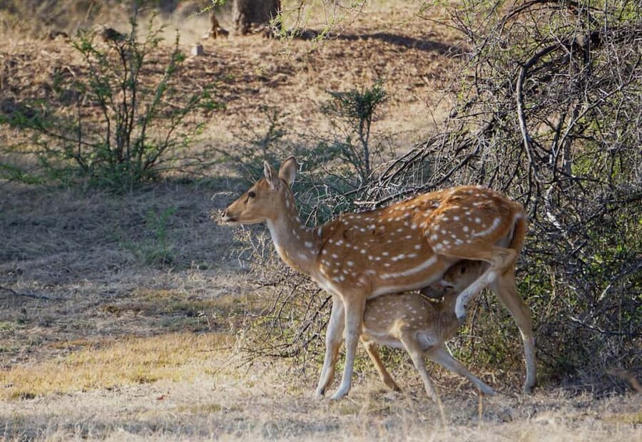 From Jaipur: Ranthambore National Park Day Trip with Safari - Weather, clothing, and comfort