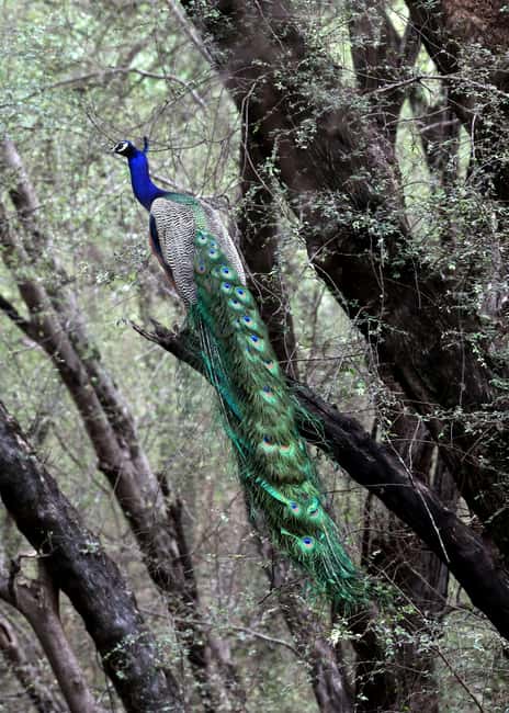 From Jaipur: Ranthambore National Park Day Trip with Safari - The return to Jaipur