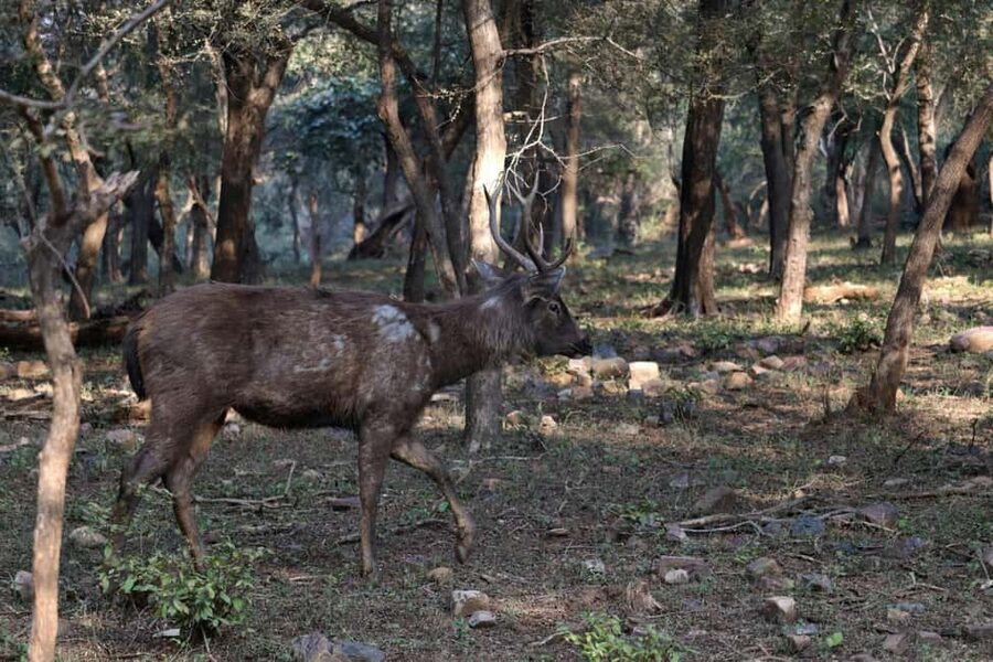 From Jaipur: Ranthambore National Park Day Trip with Safari - Who should book this Ranthambore trip?