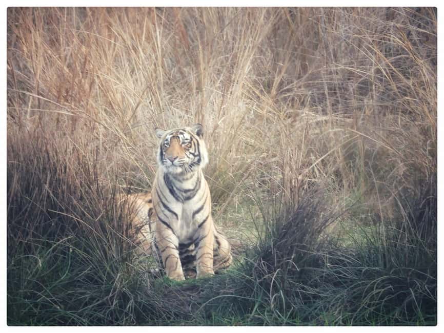 From Jaipur: Ranthambore National Park Day Trip with Safari - Leaving Jaipur before the day gets away