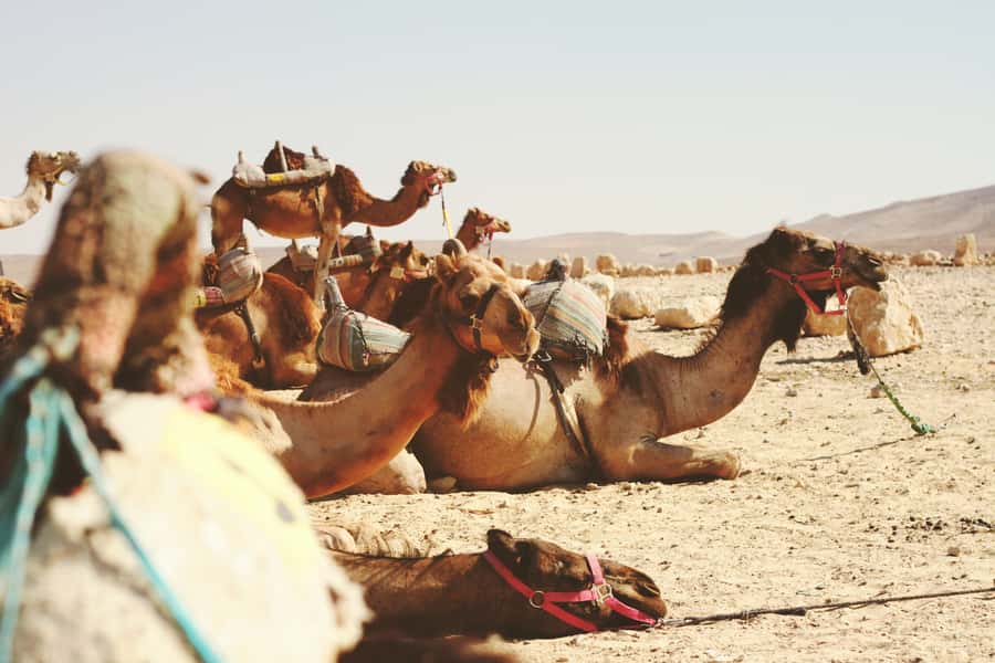 From Jerusalem: Jericho and Jordan River Half-Day Trip - From Jerusalem or Bethlehem into the Judean Desert