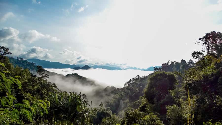 From Khao Lak: Day Trip to Khao Sok with Elephant Camp Visit - Thai buffet lunch at a treehouse resort