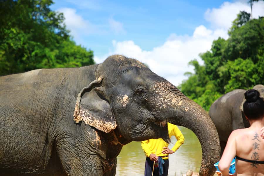 From Khao Lak: Day Trip to Khao Sok with Elephant Camp Visit - Guides who add meaning to the day