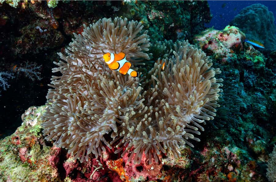 From Khao Lak: Similan Islands Day Trip with Snorkeling - Who should book this Similan Islands trip?