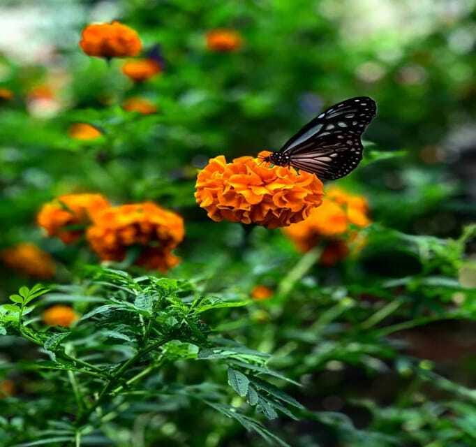 From Kuala Lumpur: Cameron Highlands Day Trip with Transfers - Roses, strawberries, and the highland farm stops