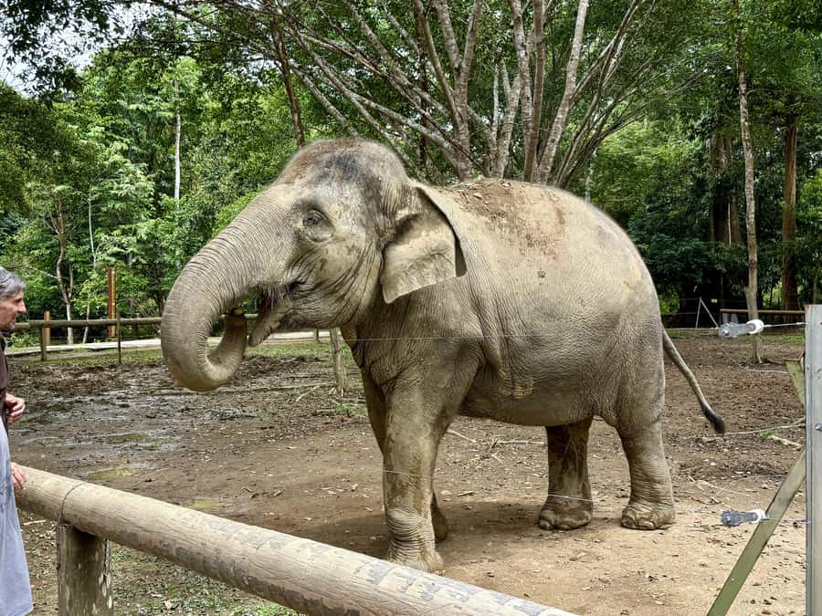 From Kuala Lumpur: Kuala Gandah Elephant Sanctuary Day Trip - Kuala Gandah is the heart of the experience
