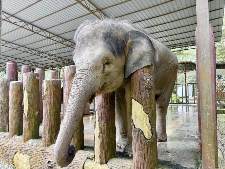 From Kuala Lumpur: Kuala Gandah Elephant Sanctuary Day Trip - Who should book this day trip?