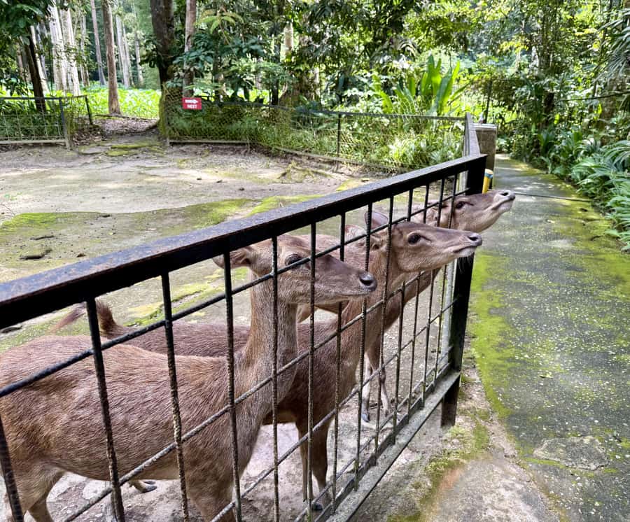 From Kuala Lumpur: Kuala Gandah Elephant Sanctuary Day Trip - Batu Caves: a fast look at Kuala Lumpur’s Hindu landmark