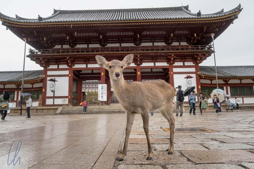 From Kyoto: Nara, Osaka & Kobe Day Trip – 3 Cities in 1 Day - Dotonbori is your Osaka food stop