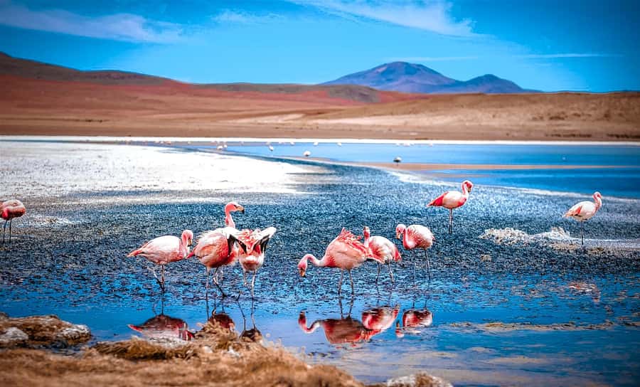 From La Paz: 4-Day Trip to San Pedro de Atacama w/Salt Flats - Night one: leaving La Paz by sleeper bus