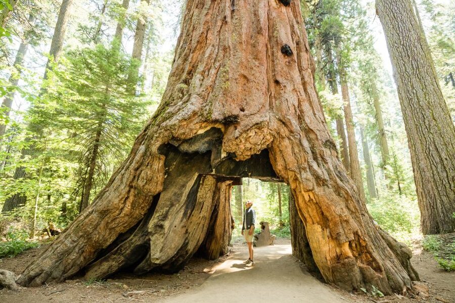 From Lake Tahoe: Yosemite National Park Day Trip with Lunch - Who should book this day trip