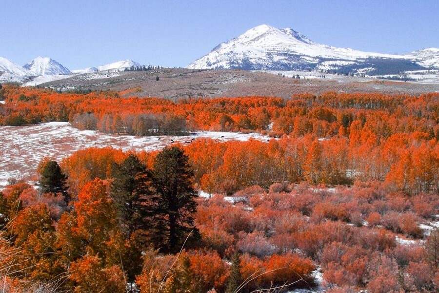 From Lake Tahoe: Yosemite National Park Day Trip with Lunch - Yosemite Falls or Bridalveil Fall on foot