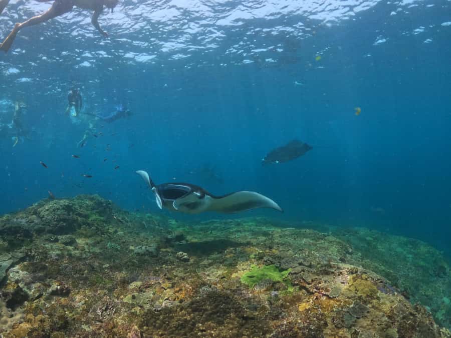 From Lembongan: Nusa Penida Snorkeling Day Trip - Who should book this half-day sea trip