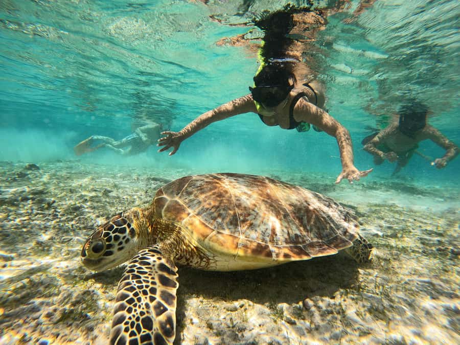 From Lombok: Gili Islands Snorkeling Day Trip - Why this trip works well from Lombok