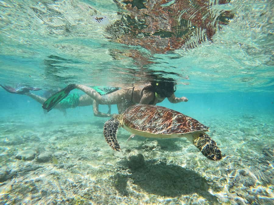 From Lombok: Gili Islands Snorkeling Day Trip - Gili Meno: sculptures, coral, and the lunch stop
