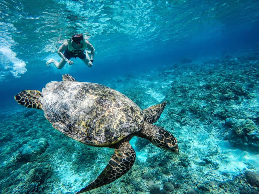 From Lombok: Gili Islands Snorkeling Day Trip - Nipah Beach and the ride across the Lombok Strait