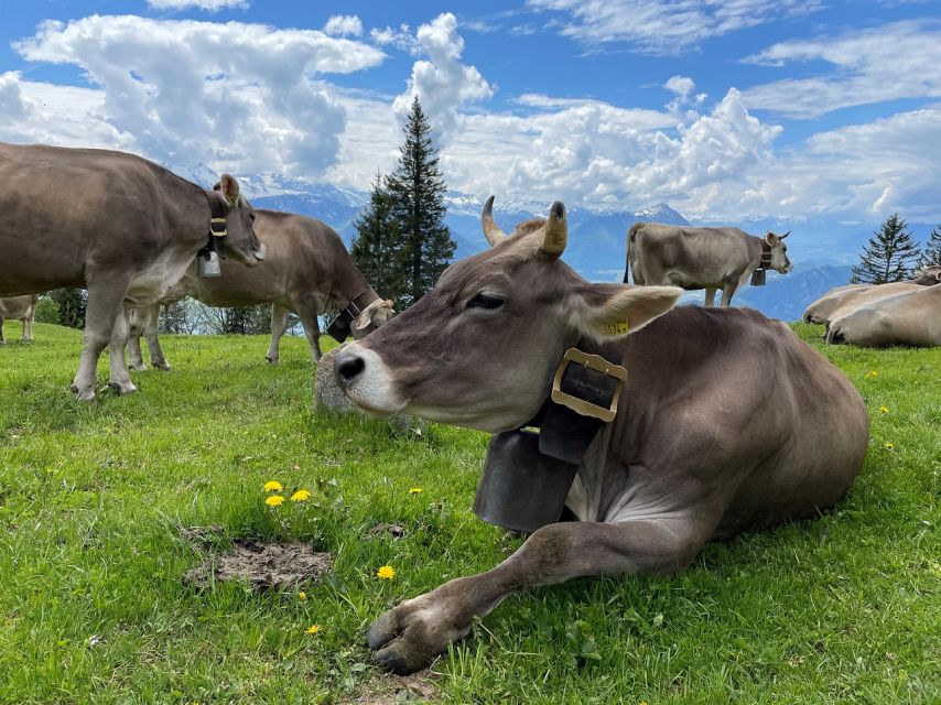 From Lucerne: Mount Rigi Day Trip with Cruise and Cable Car - The return cruise to Lucerne