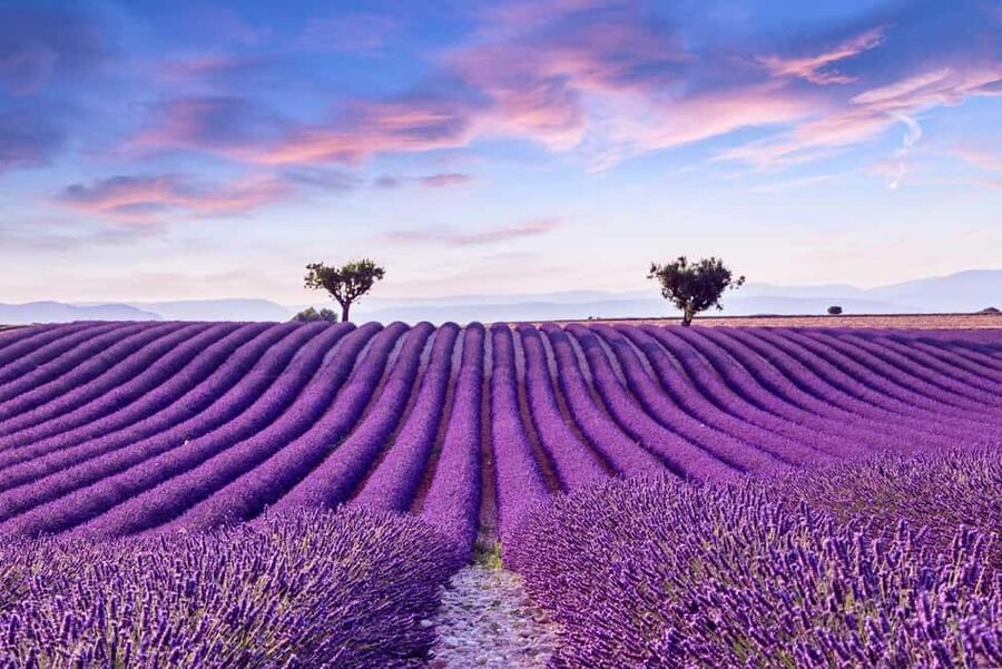From Madrid: Day Trip to Brihuega Lavender Fields - Why this lavender trip works from Madrid