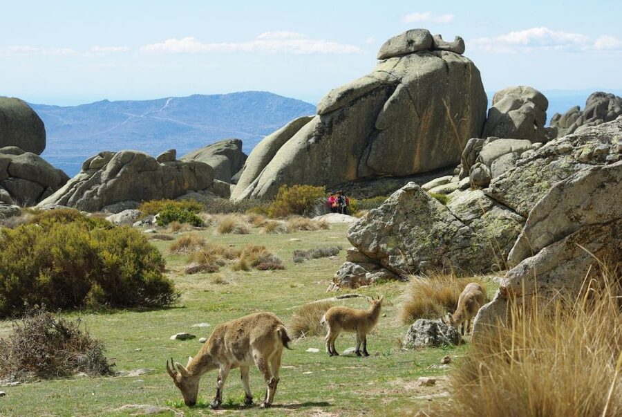 From Madrid: Sierra de Guadarrama Hiking Day Trip - Key points to know before booking