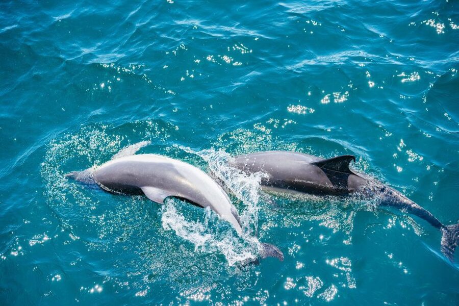 From Malaga: Day trip to Gibraltar and Dolphin Boat Tour - Free time, lunch, and the return meeting