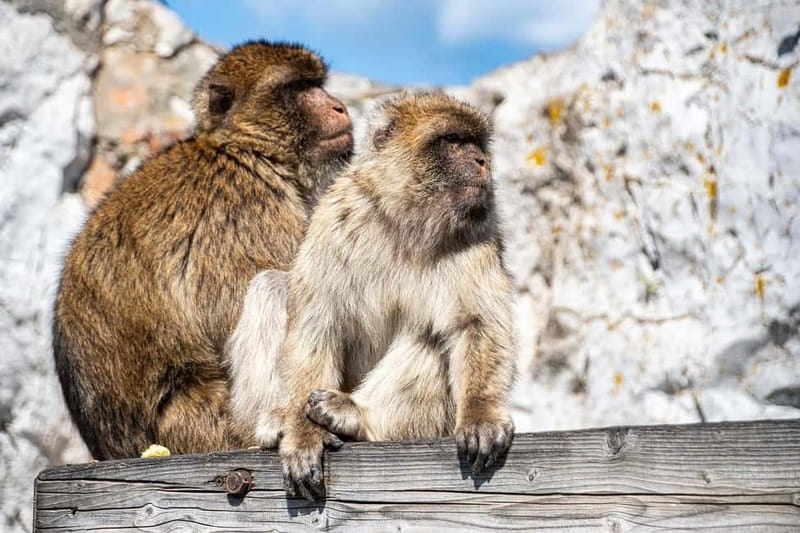 From Málaga: Gibraltar Day Trip - Five hours in Gibraltar: make one main plan