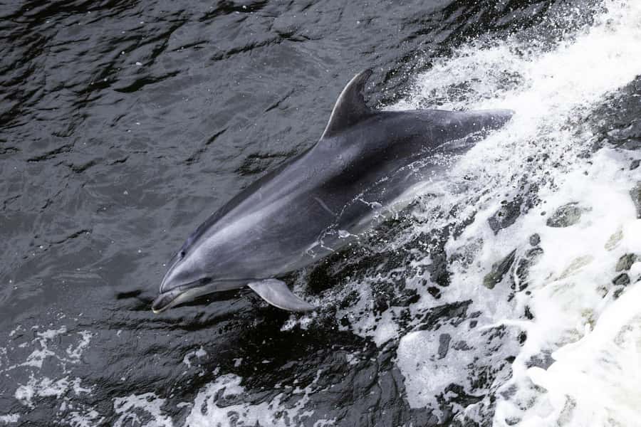 From Manapouri: Doubtful Sound Wilderness Day Trip - Why Doubtful Sound is worth the long route