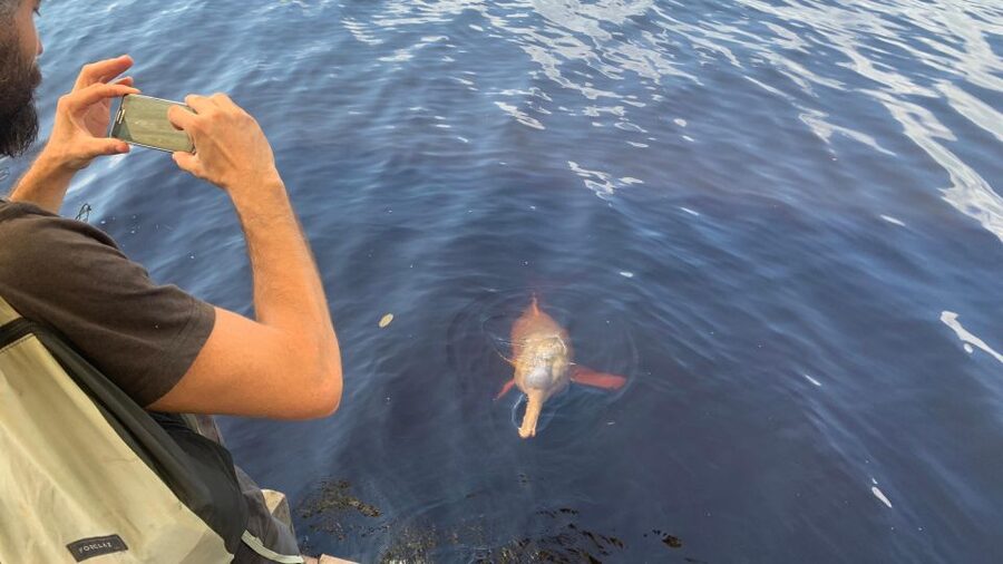 From Manaus: Negro River Half-Day Trip - How to handle the timing