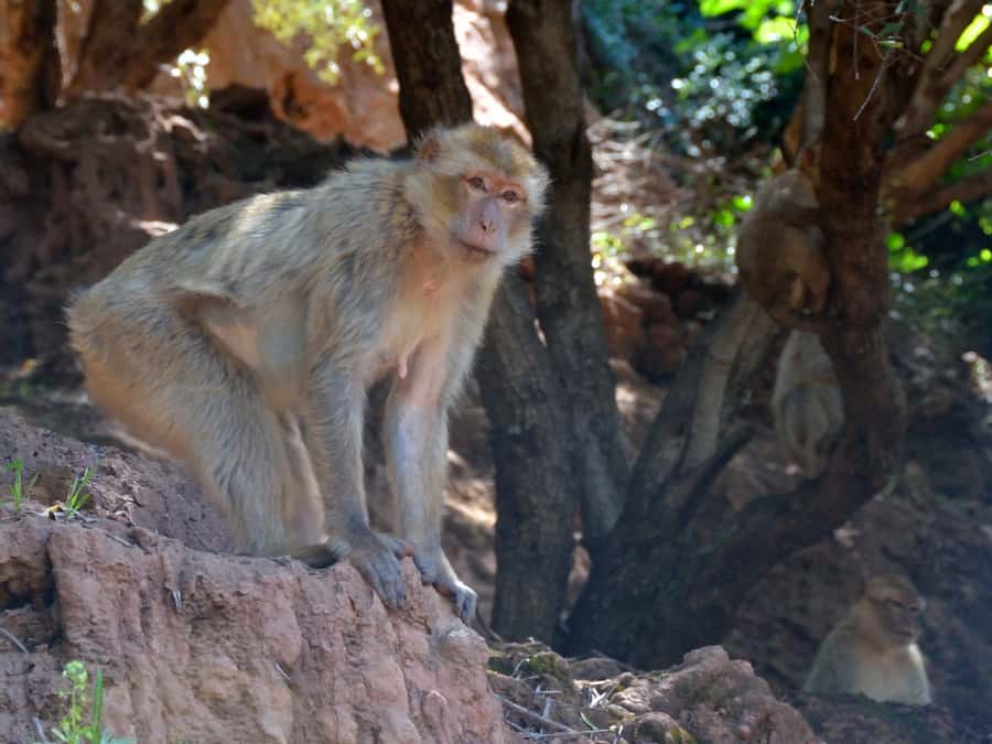 From Marrakech: A day Trip to Ouzoud waterfalls - Arriving at the 110-meter falls