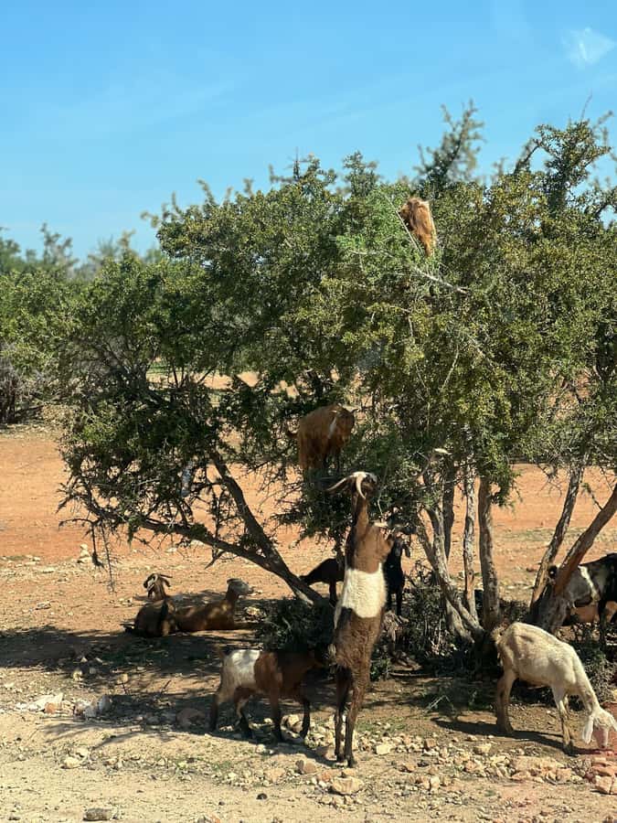 From Marrakech: Day Trip to Essaouira with Transfers - The 8 a.m. pickup and the road west