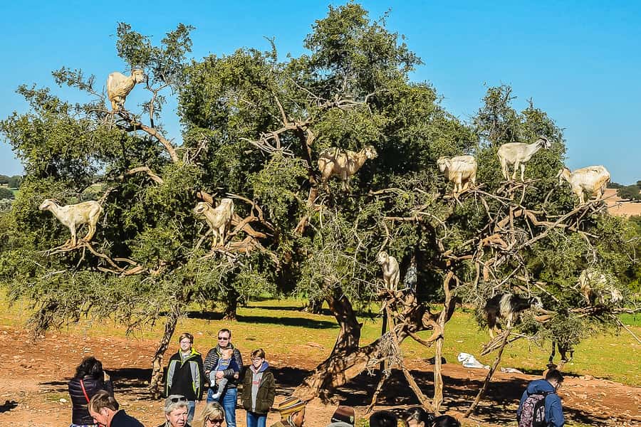From Marrakech: Essaouira Day Tour with Optional Activities - Key points to know before booking