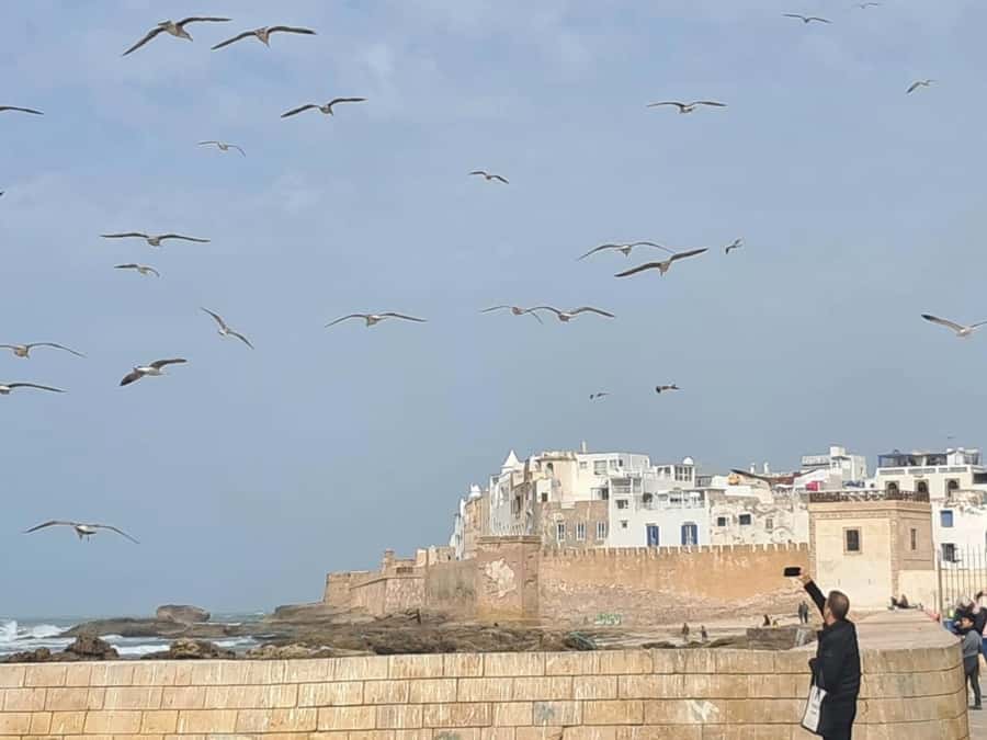 From Marrakech: Essaouira day Trip with camel, horse & quad - Who should book this experience