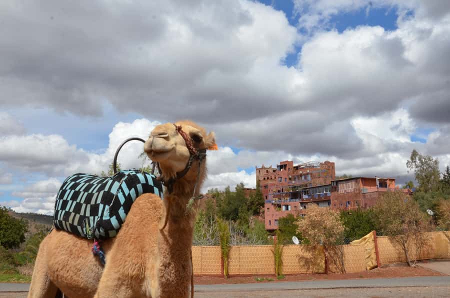 From Marrakech: Ourika Valley Day Trip with Lunch - My verdict on the Ourika Valley day trip