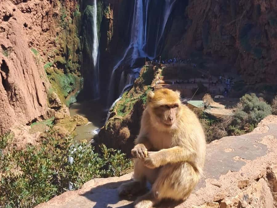 From Marrakech:Ouzoud Waterfalls Day Trip with Boat Tour - The essential facts before you book