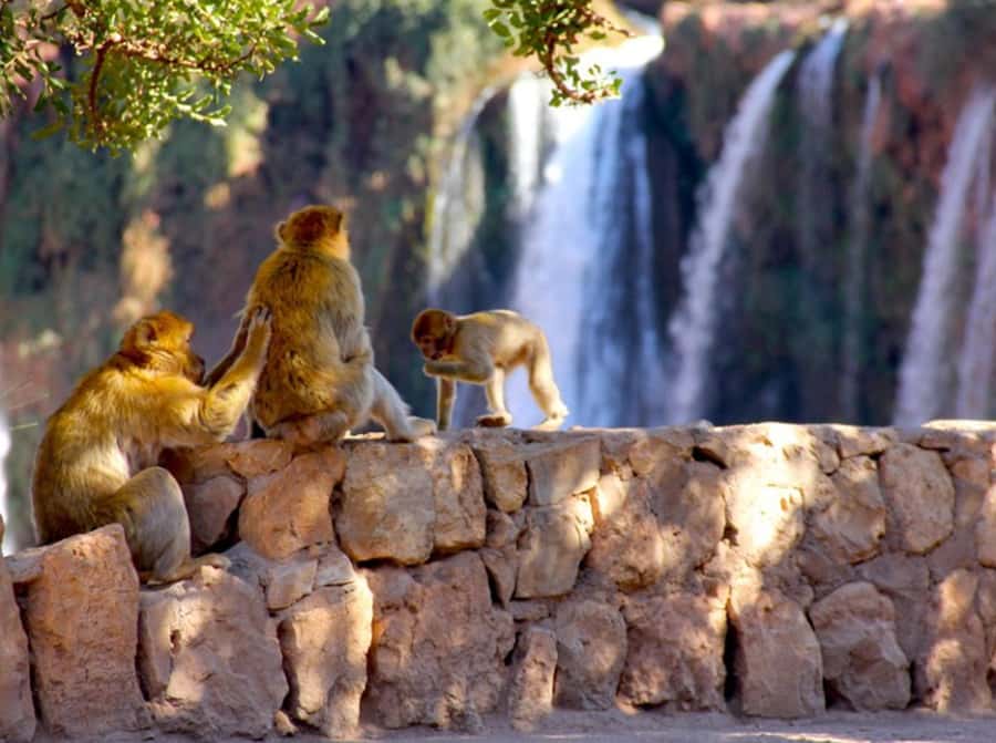 From Marrakech: Private Ouzoud Falls & Boat Ride Day Trip - Leaving Marrakech for the Atlas Mountains