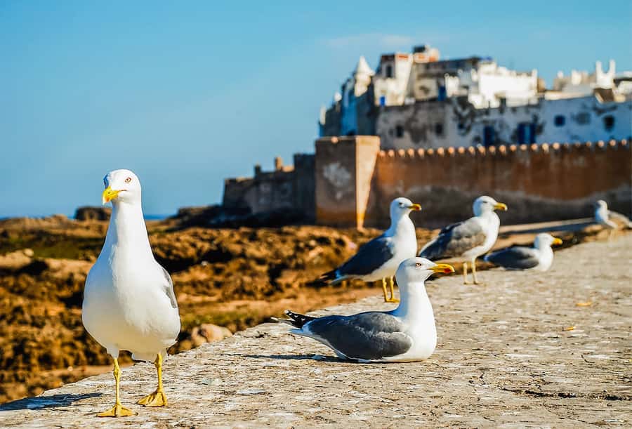 From Marrakesh: Essaouira Full-Day Trip - Is $20 good value?