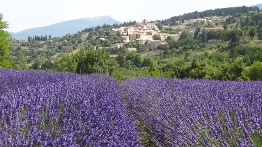 From Marseille: Lavender Full-Day Trip to Sault - Lunch and free time in Sault
