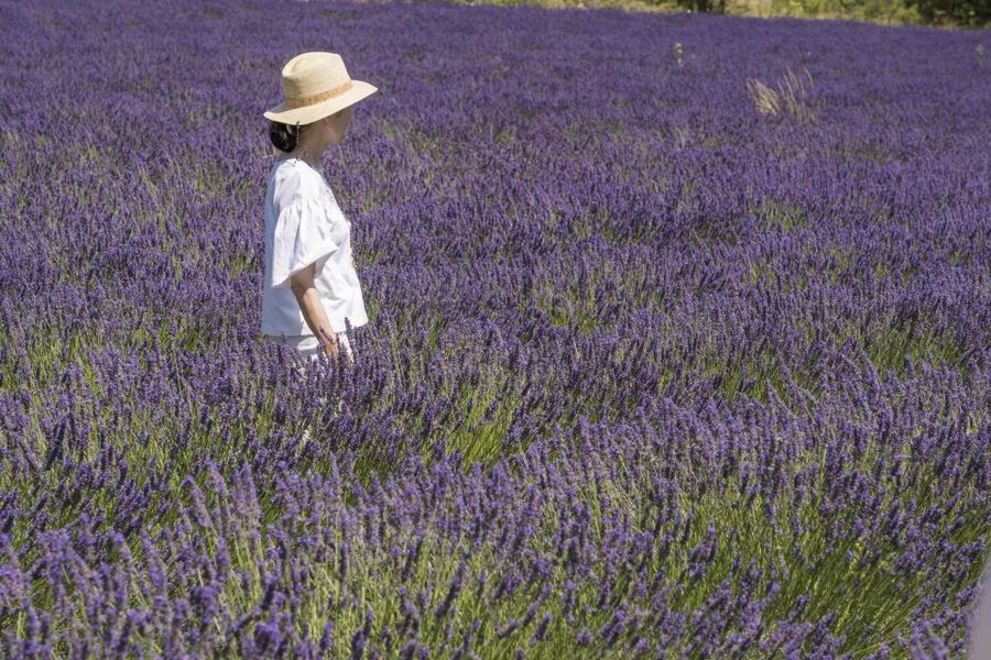 From Marseille: Lavender Full-Day Trip to Sault - Sault and the first lavender fields