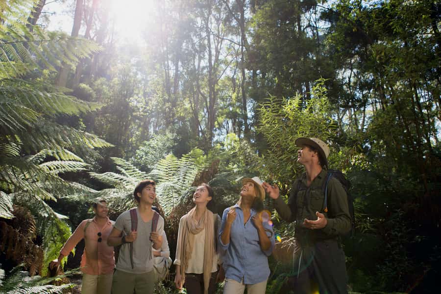 From Melbourne: Reverse Great Ocean Road Day Trip with Lunch - Is $96 good value for this 13-hour day?