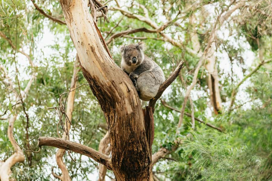 From Melbourne: Small-Group Great Ocean Road Day Trip - Why this Great Ocean Road day trip works