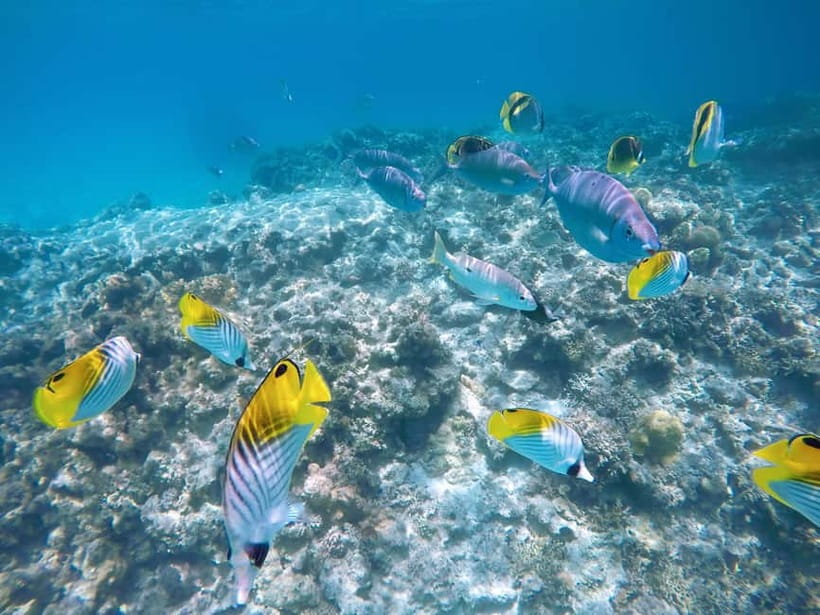 From Naha: Tokashiki Island Day Trip by Boat - Choosing between Aharen and Tokashiku Beach