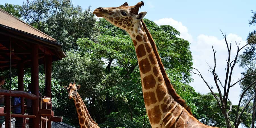 From Nairobi: Elephant Orphanage and Giraffe Center Day Trip - Key points to know before you book