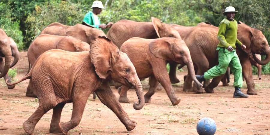From Nairobi: Elephant Orphanage and Giraffe Center Day Trip - David Sheldrick Wildlife Trust: the day’s emotional center