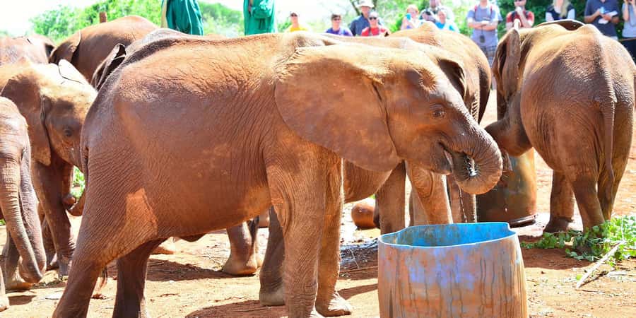 From Nairobi: Elephant Orphanage and Giraffe Center Day Trip - How the day usually works