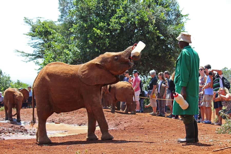 From Nairobi: Elephant Orphanage and Giraffe Center Day Trip - What the $90 price really buys