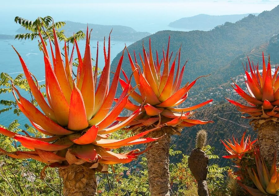 From Nice: Eze, Monaco, and Monte Carlo Half-Day Trip - Monte Carlo: glamour in a short dose