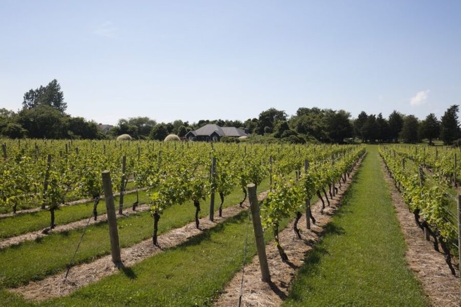 From NYC: Hamptons, Sag Harbor, and Outlet Shopping Day Trip - Leaving Manhattan for Long Island’s open country