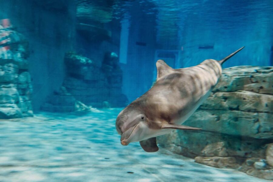 From Orlando: Day Trip to Clearwater Beach with Options - Is $100 a fair price?