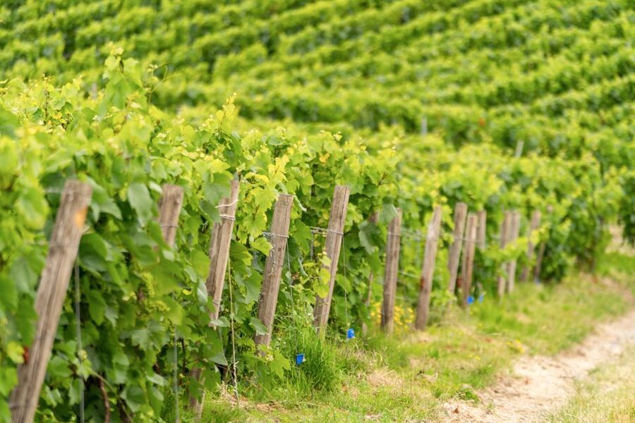 From Paris: Day Trip to Champagne with 8 Tastings & Lunch - Is $345 a fair price?