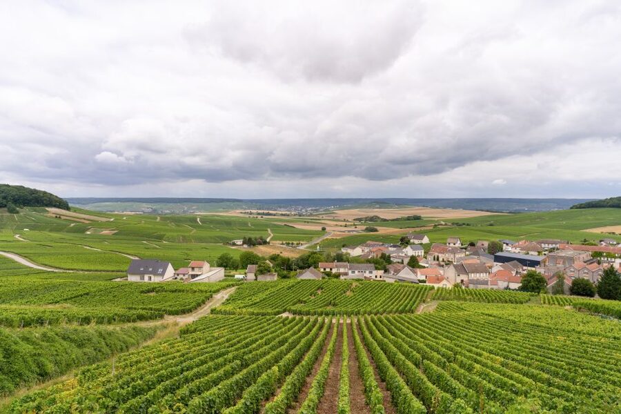 From Paris: Day Trip to Champagne with 8 Tastings & Lunch - A toast among the vineyards